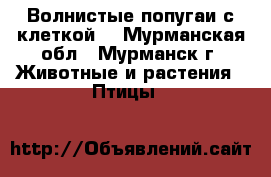 Волнистые попугаи с клеткой. - Мурманская обл., Мурманск г. Животные и растения » Птицы   